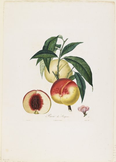 Pavie de Pompone (Peaches) by Pierre Antoine Poiteau
